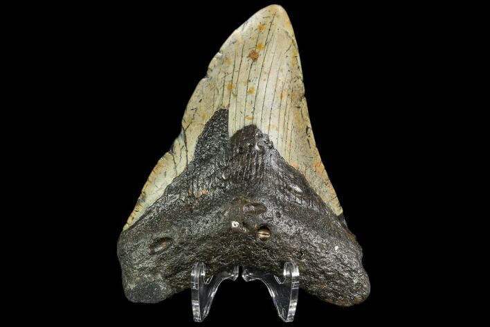 Fossil Megalodon Tooth - North Carolina #108969